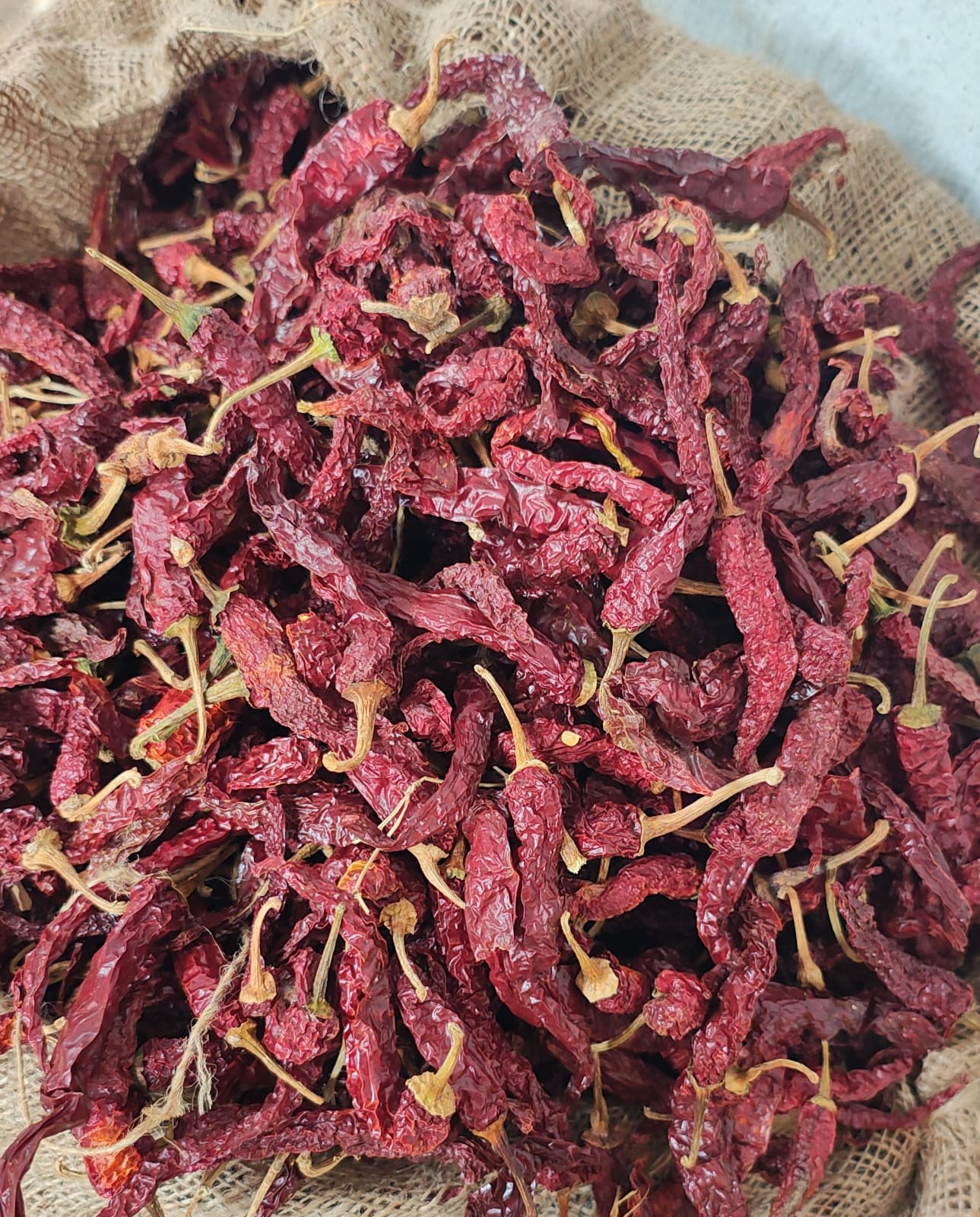 Byadgi dry red chilli stock at our Karnataka yard — photo 7