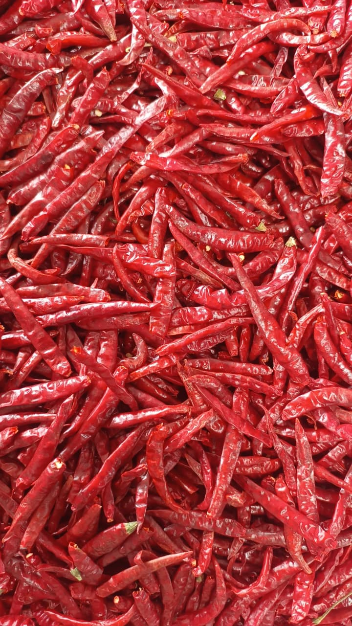 Byadgi dry red chilli stock at our Karnataka yard — photo 2