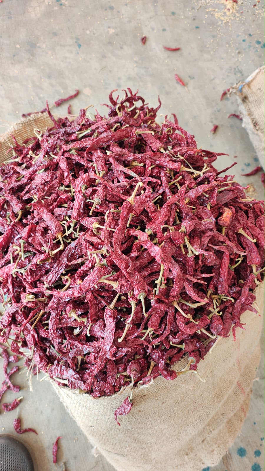 Byadgi dry red chilli stock at our Karnataka yard — photo 11