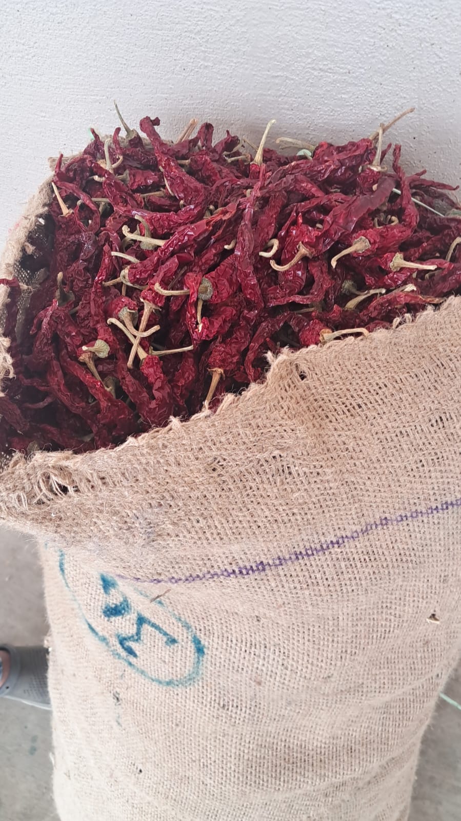 Byadgi dry red chilli stock at our Karnataka yard — photo 8