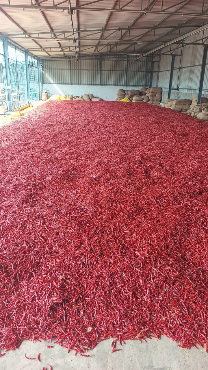 Byadgi dry red chilli stock at our Karnataka yard — photo 1