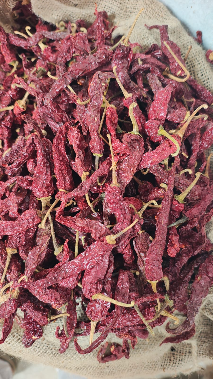 Byadgi dry red chilli stock at our Karnataka yard — photo 6