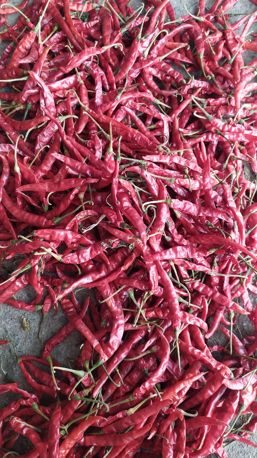 Byadgi dry red chilli stock at our Karnataka yard — photo 4
