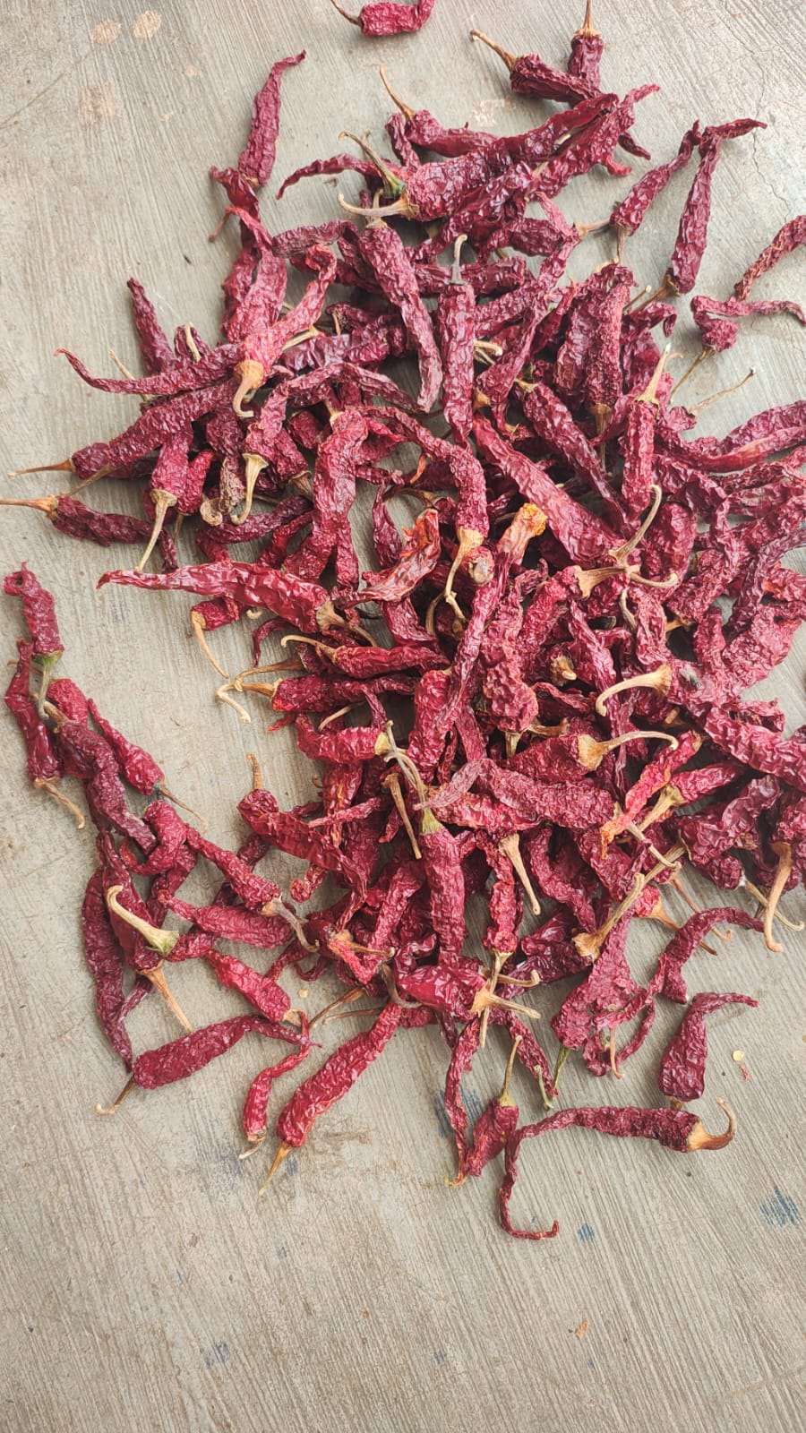 Byadgi dry red chilli stock at our Karnataka yard — photo 10
